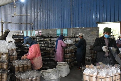 浙江江山 專班化服務助力食用菌企業復工復產，保障食用農產品批發暢通