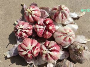 食用蔬菜種子市場 品種、趨勢與批發報價指南